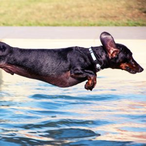 Aquatechnix-Hund-springen-Pool-Wasser-Sauber-nicht-Dreckig